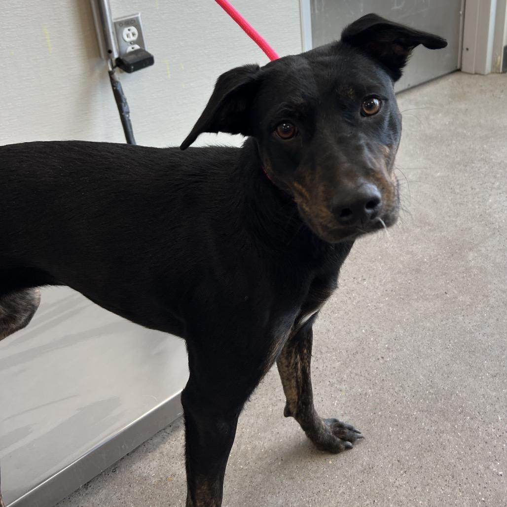 Korra, a Adoptable Mixed Breed in Las Cruces, NM image 2/6