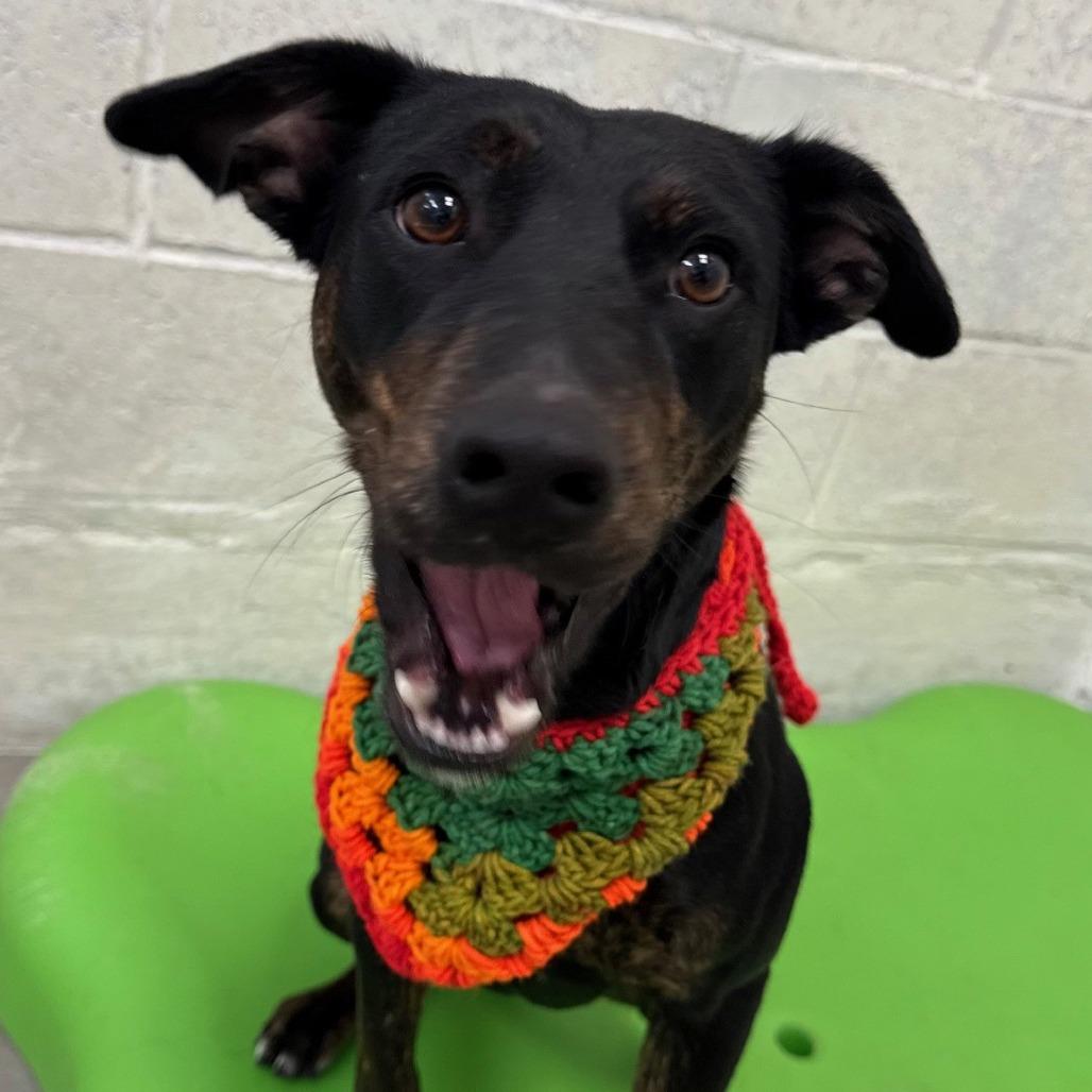 Korra, a Adoptable Mixed Breed in Las Cruces, NM image 3/6