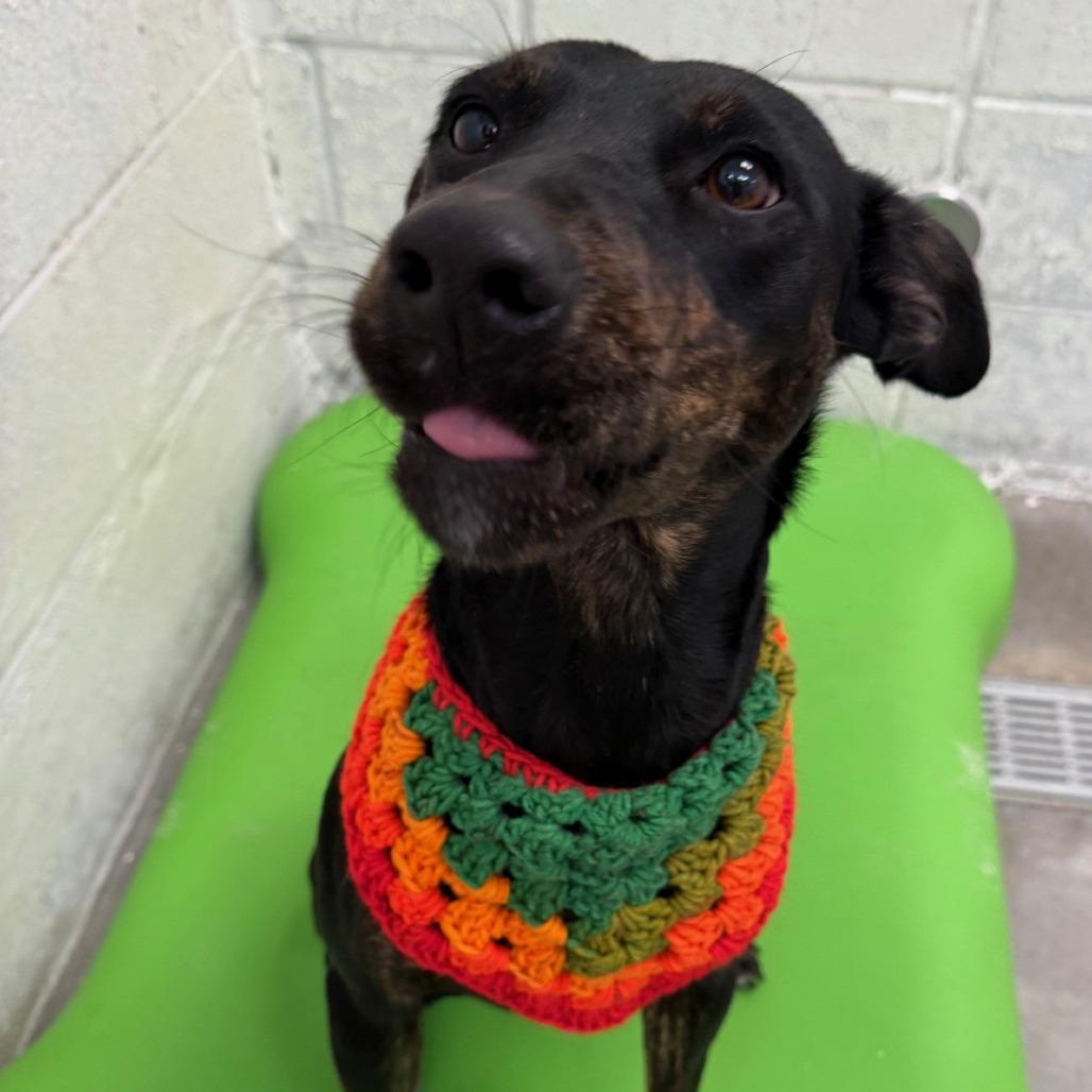 Korra, a Adoptable Mixed Breed in Las Cruces, NM image 4/6