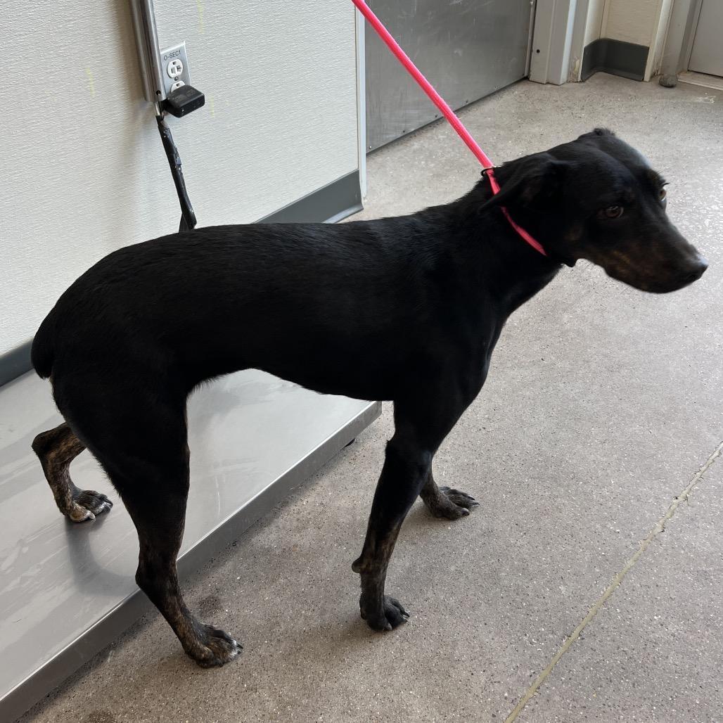 Korra, a Adoptable Mixed Breed in Las Cruces, NM image 5/6