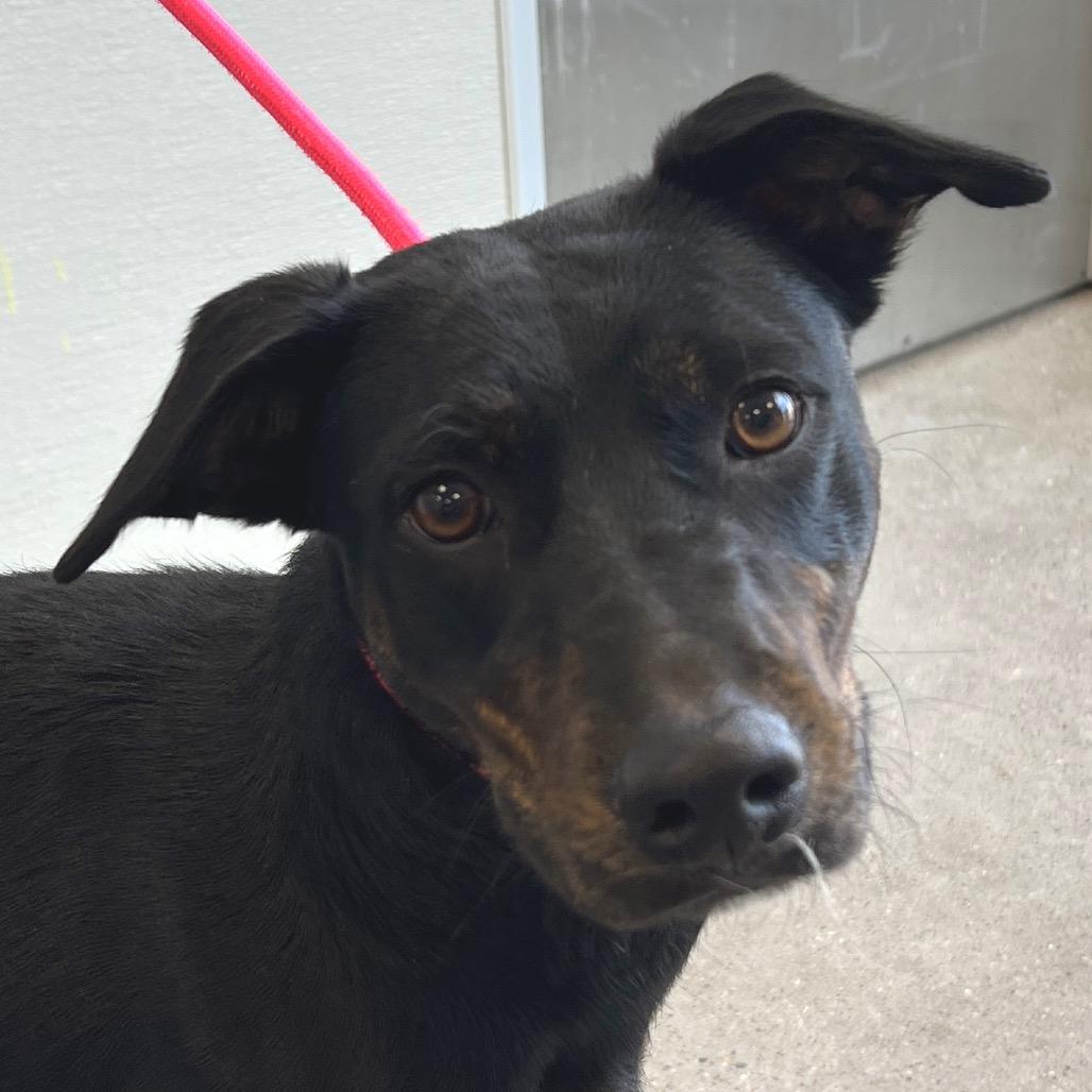 Korra, a Adoptable Mixed Breed in Las Cruces, NM image 6/6