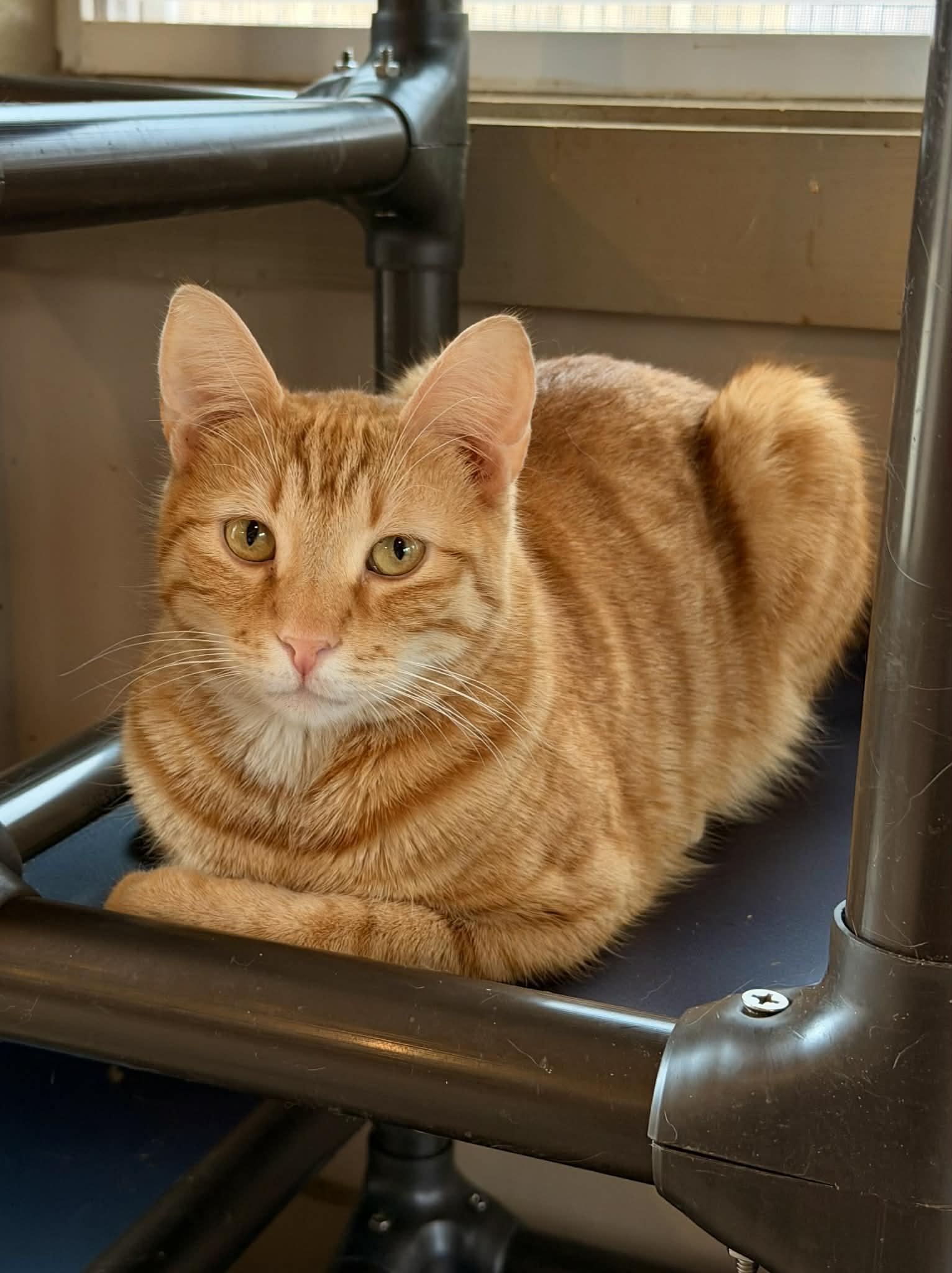 Enlarge MEDFORD, a Adoptable Tabby in Capshaw, AL image 1/1
