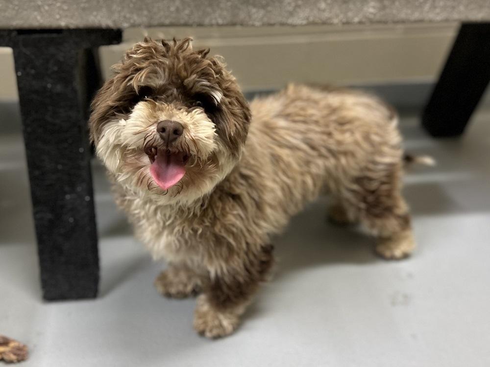 Chips, adopted, Adult Male Mixed Breed.