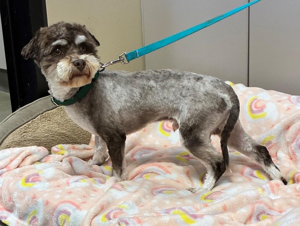 Enlarge Chips, an adopted Mixed Breed in Mason City, IA image 2/2