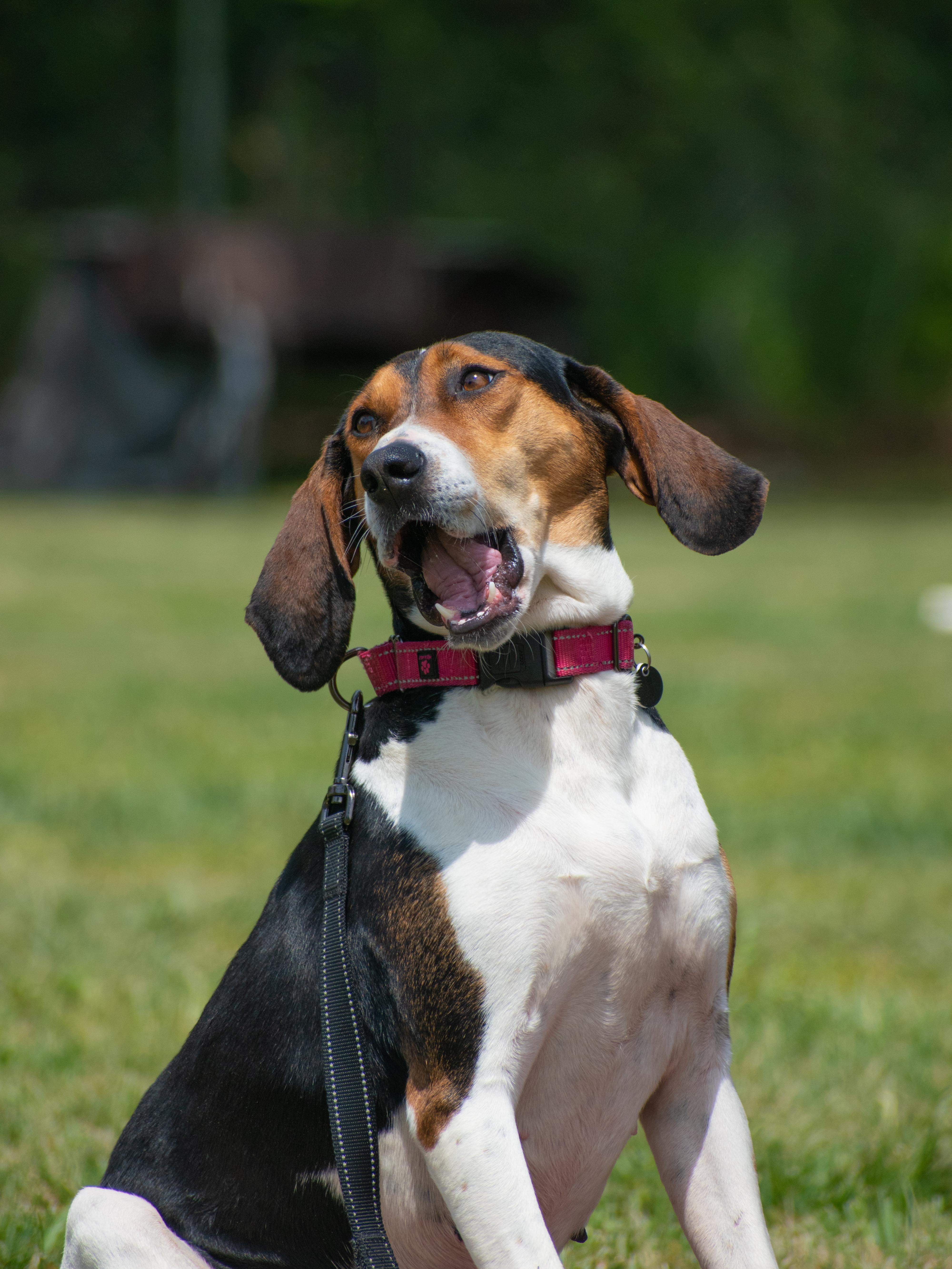 Enlarge Basil - pending adoption, a ADOPTABLE mixed breed in Lewisville, NC image 4/4