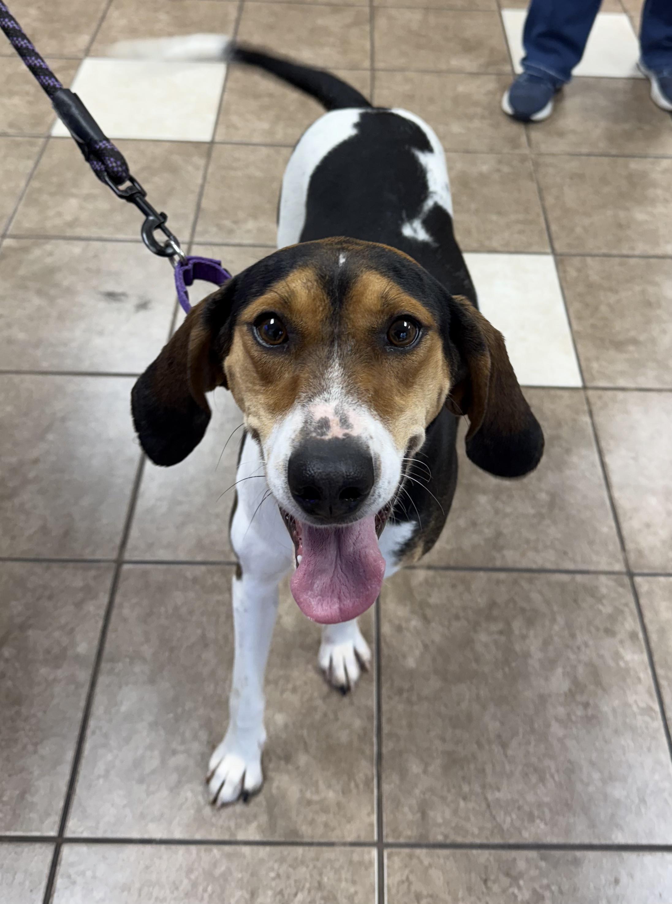 Basil, ADOPTABLE, Young Female Treeing Walker Coonhound.