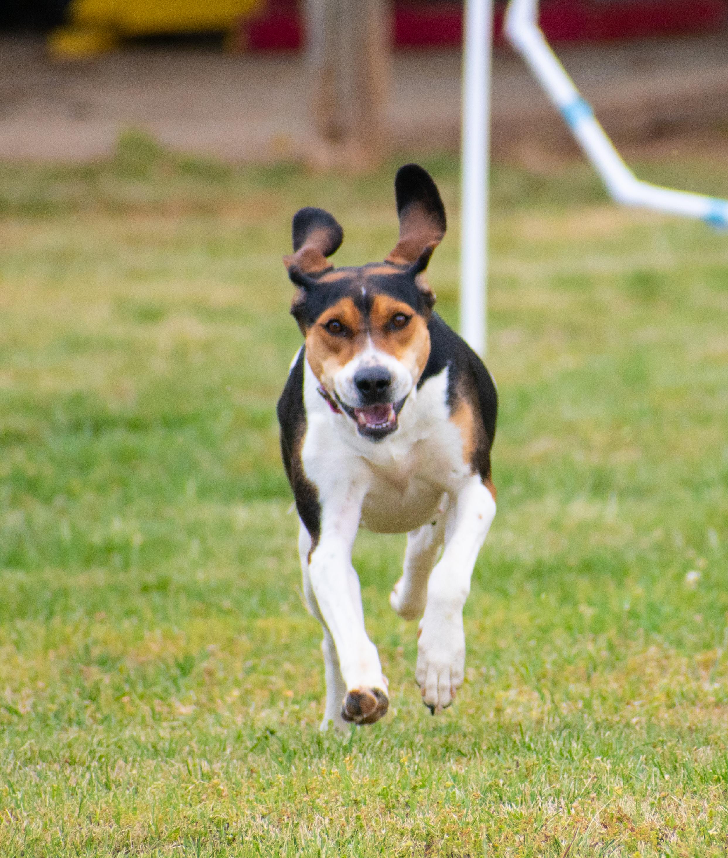 Enlarge Basil - pending adoption, a ADOPTABLE mixed breed in Lewisville, NC image 1/4