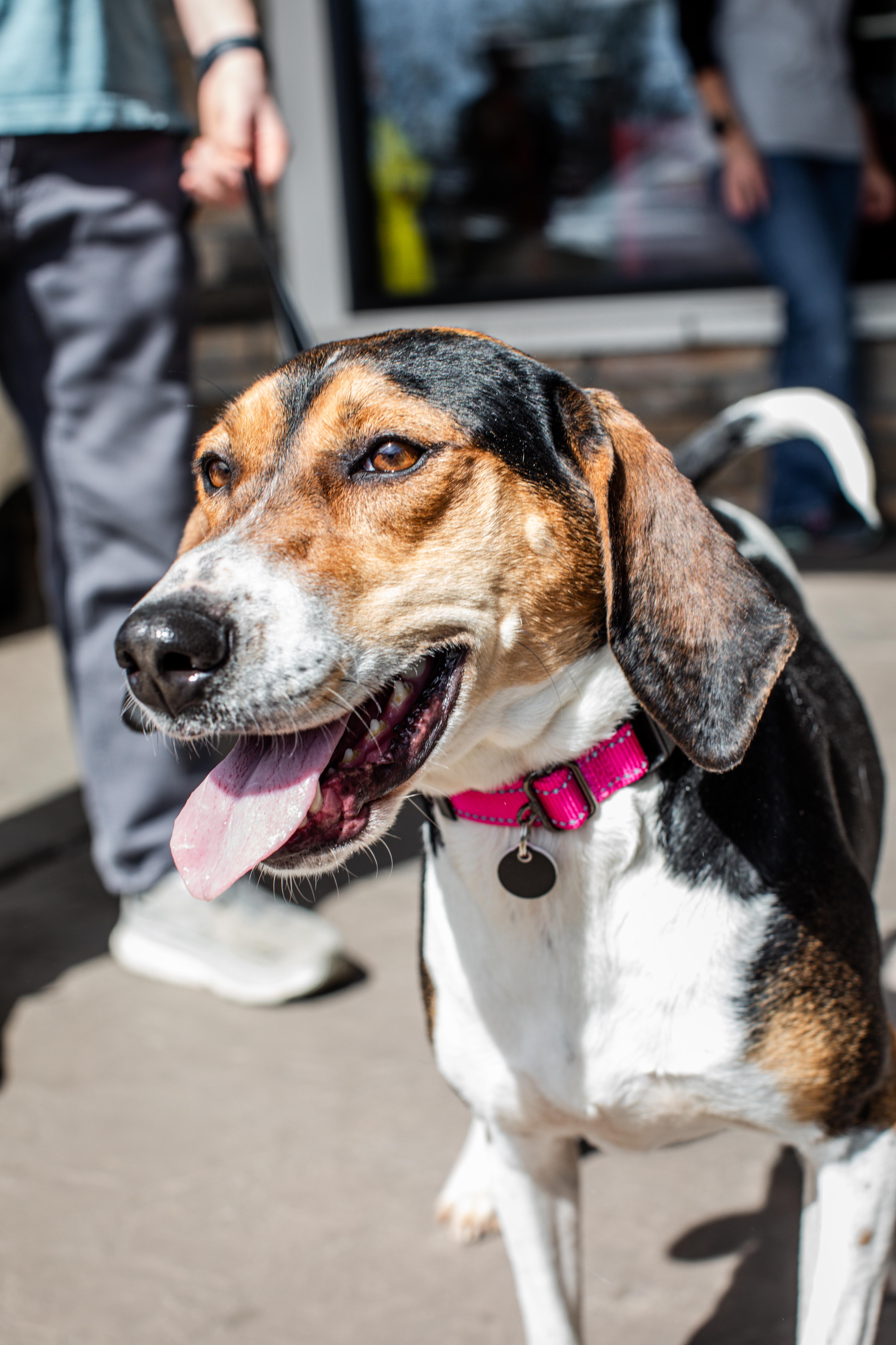 Enlarge Basil, a ADOPTABLE mixed breed in Lewisville, NC image 3/5