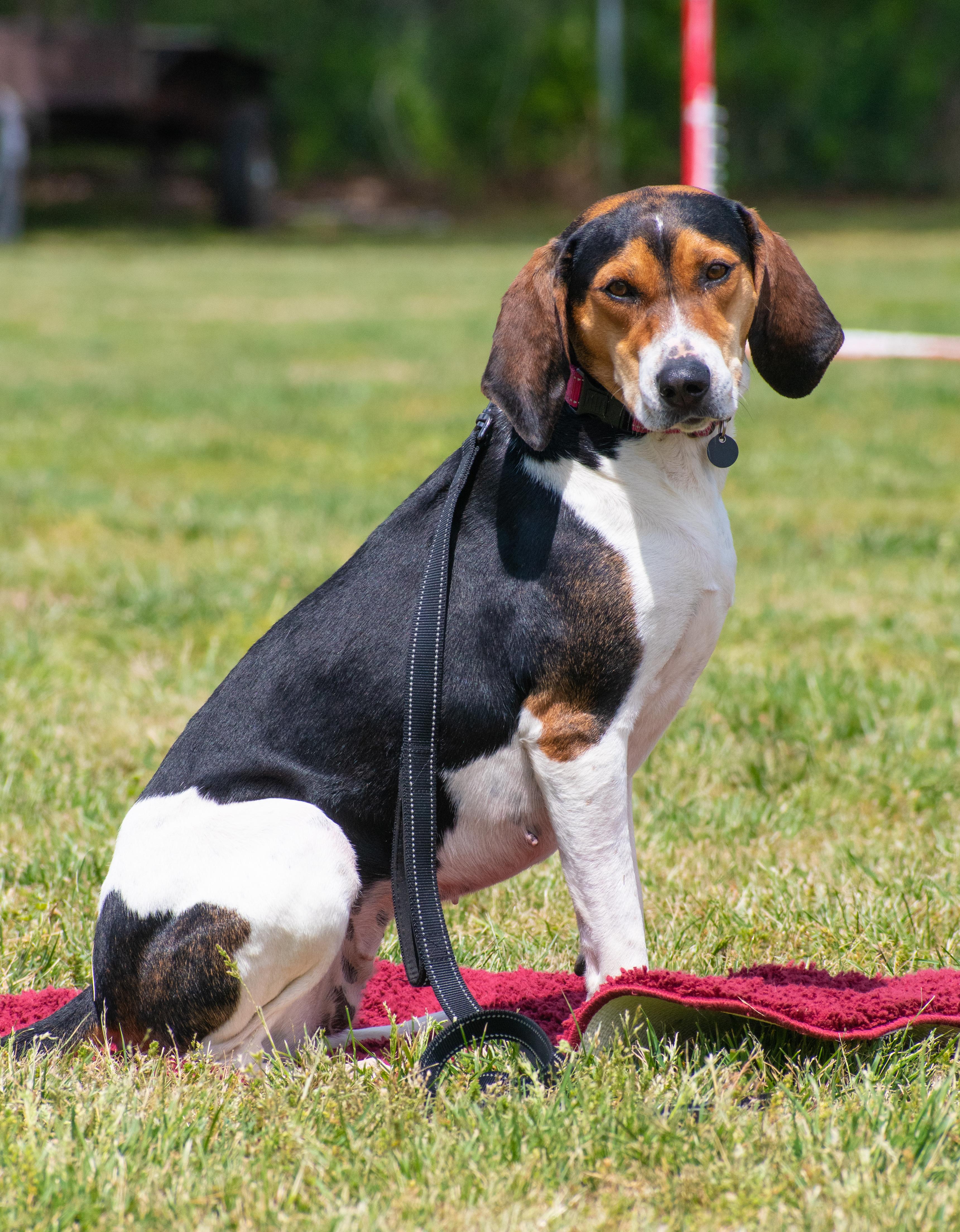 Enlarge Basil - pending adoption, a ADOPTABLE mixed breed in Lewisville, NC image 3/4