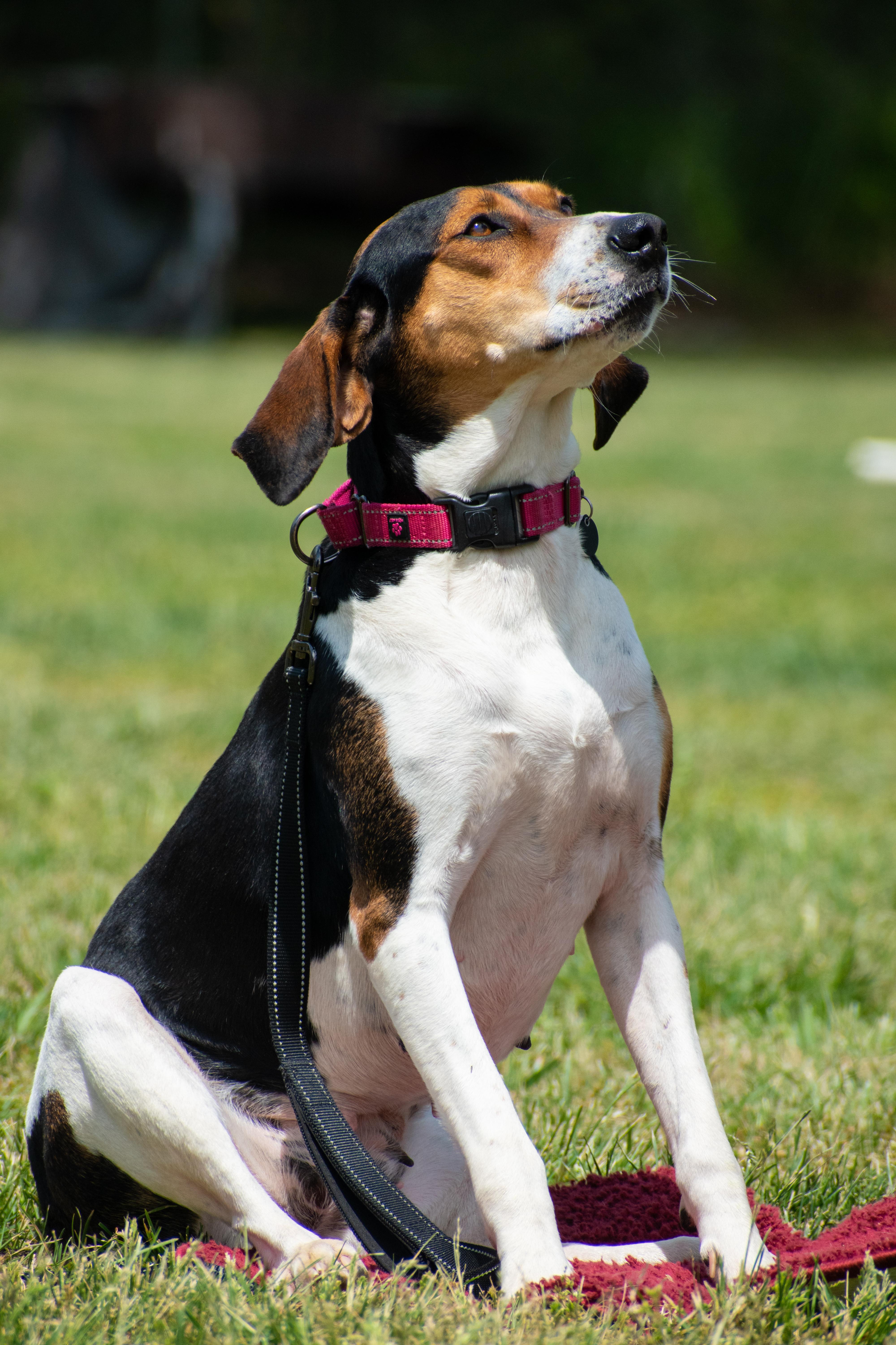 Enlarge Basil - pending adoption, a ADOPTABLE mixed breed in Lewisville, NC image 2/4