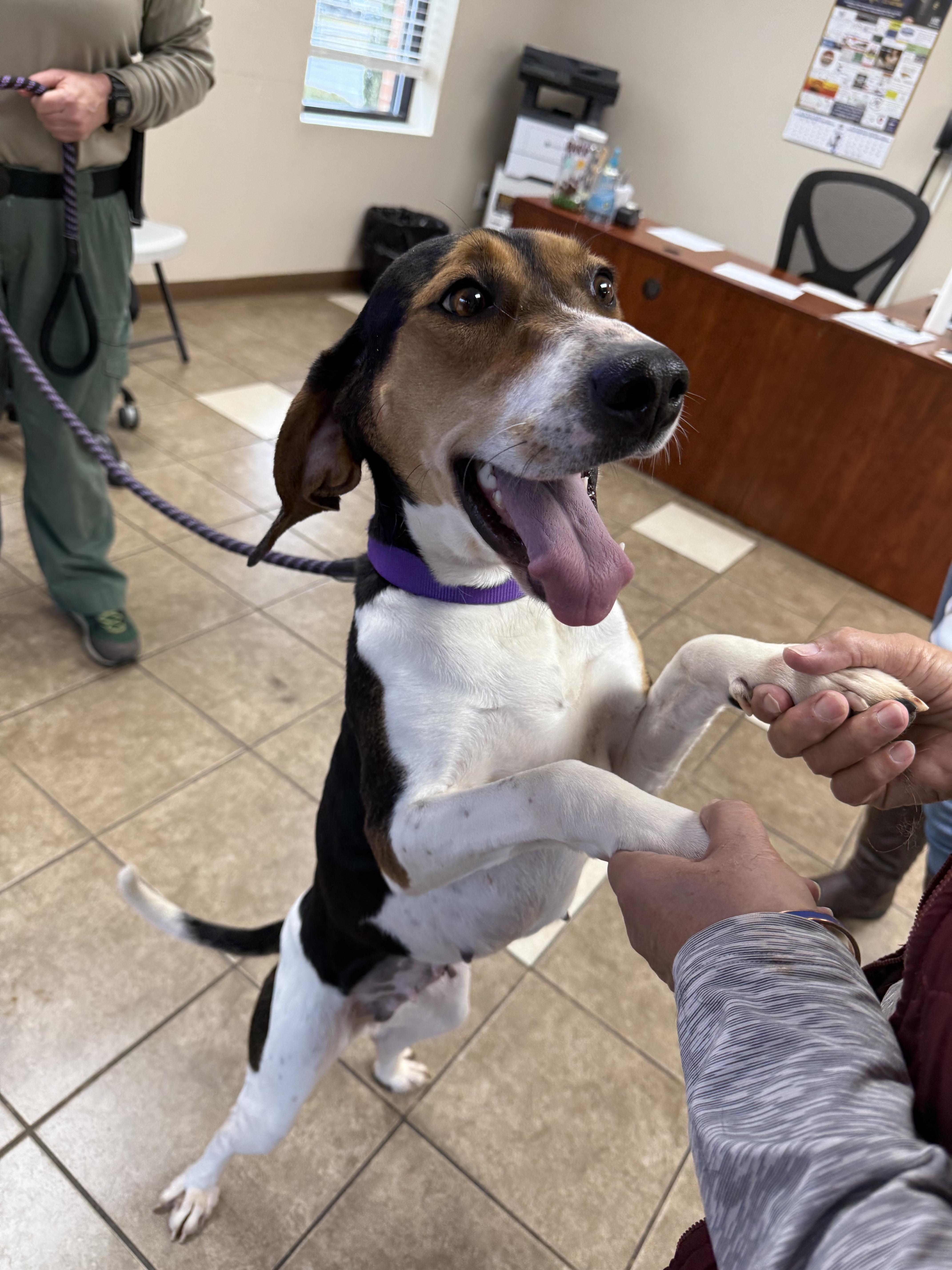Enlarge Basil, a ADOPTABLE mixed breed in Lewisville, NC image 2/5