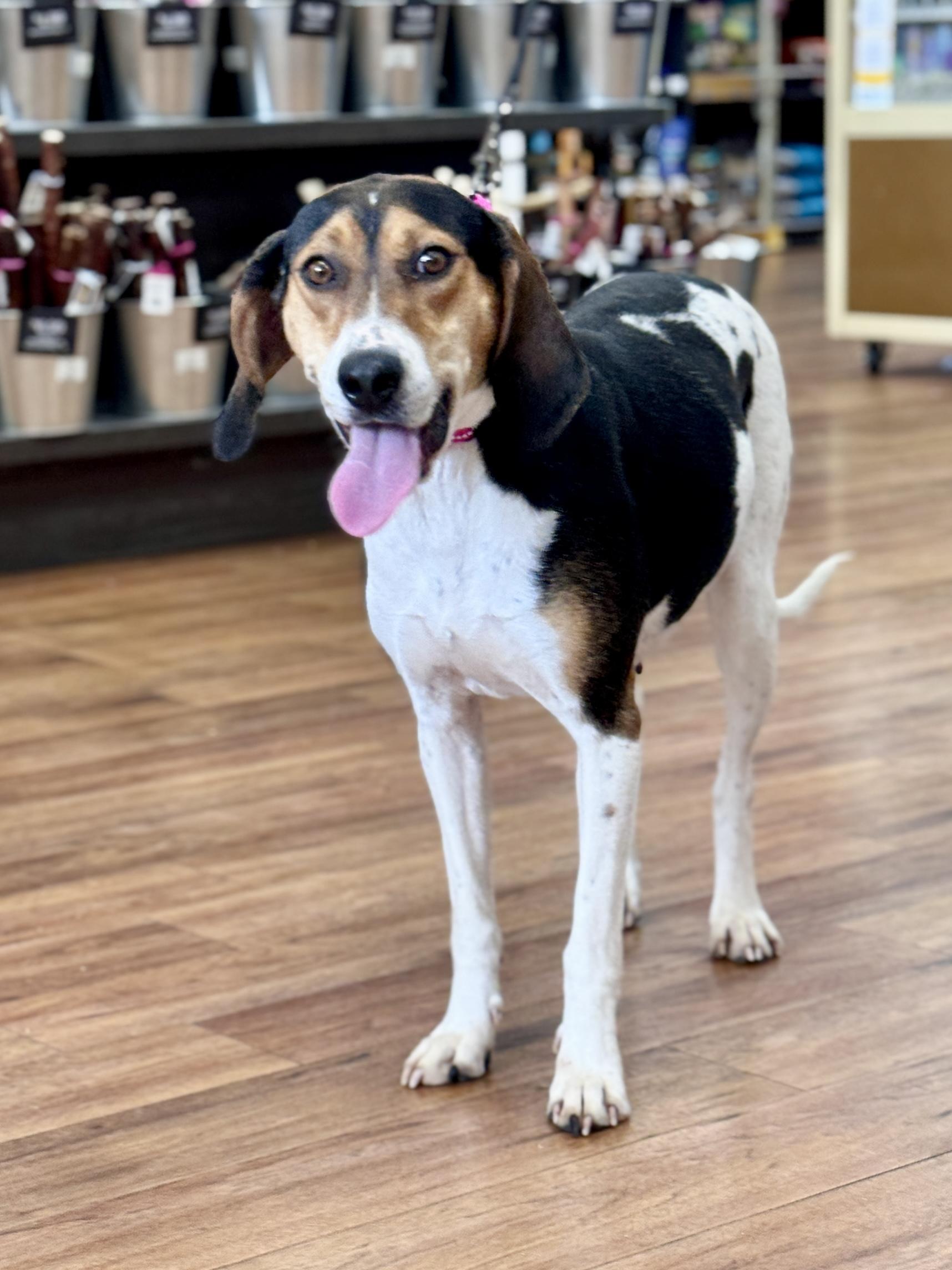 Enlarge Basil, a ADOPTABLE mixed breed in Lewisville, NC image 4/5