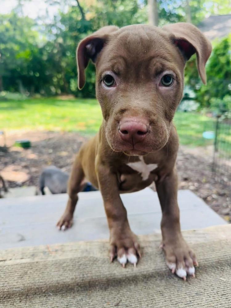 Boone (26-136 D), Adoptable, Puppy Male Mixed Breed.