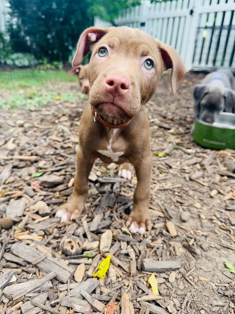 Boone (26-136 D), a Adoptable mixed breed in Lansing, MI image 2/5