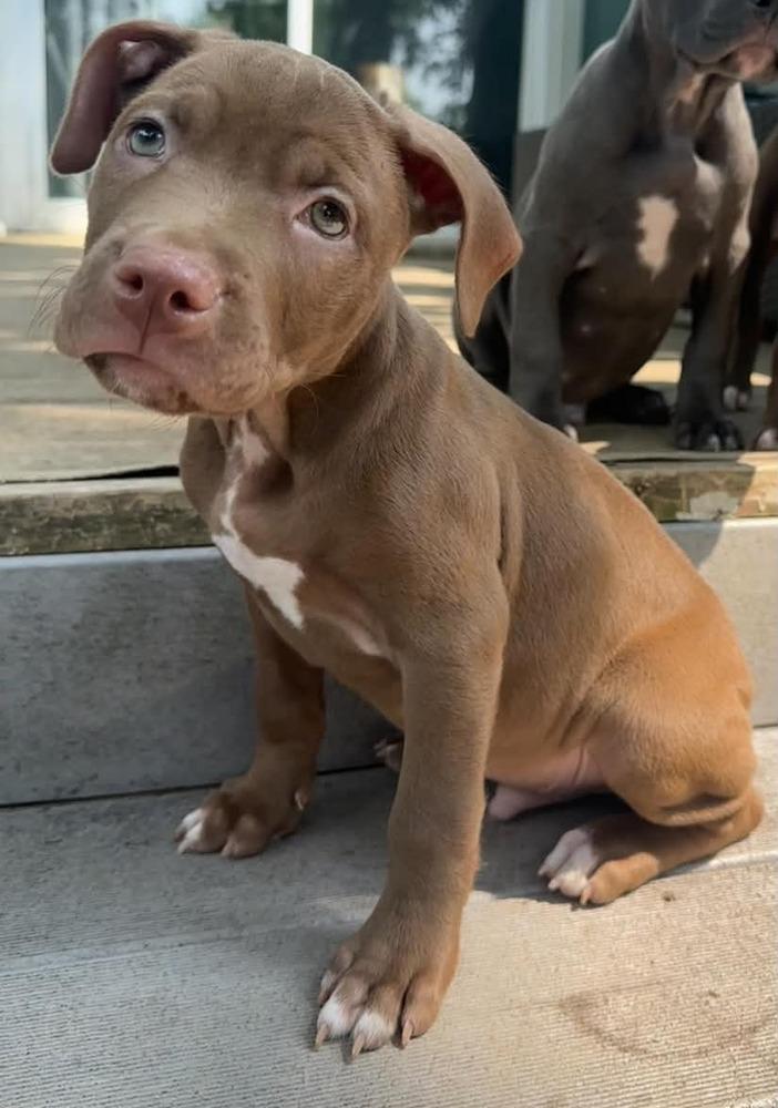 Boone (26-136 D), a Adoptable mixed breed in Lansing, MI image 3/5