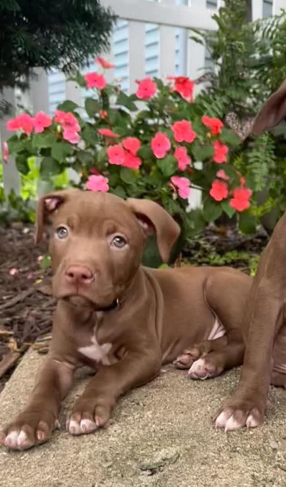 Boone (26-136 D), a Adoptable mixed breed in Lansing, MI image 4/5