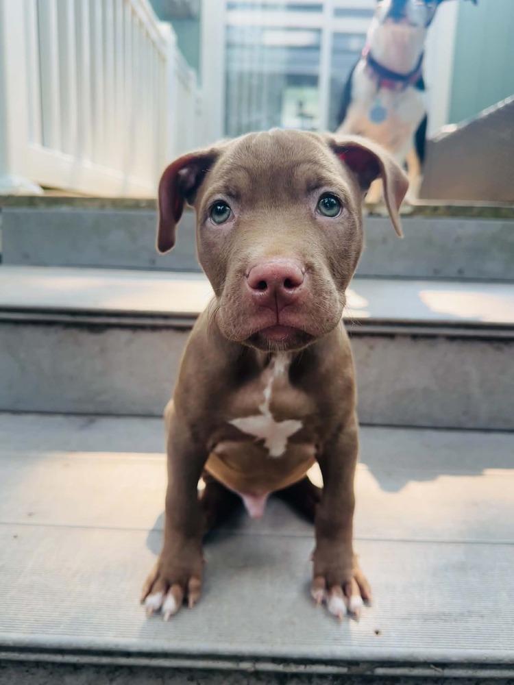 Boone (26-136 D), a Adoptable mixed breed in Lansing, MI image 5/5