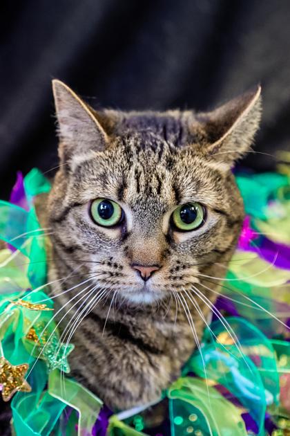 Winter, Adoptable, Adult Female Domestic Short Hair & Domestic Short Hair.