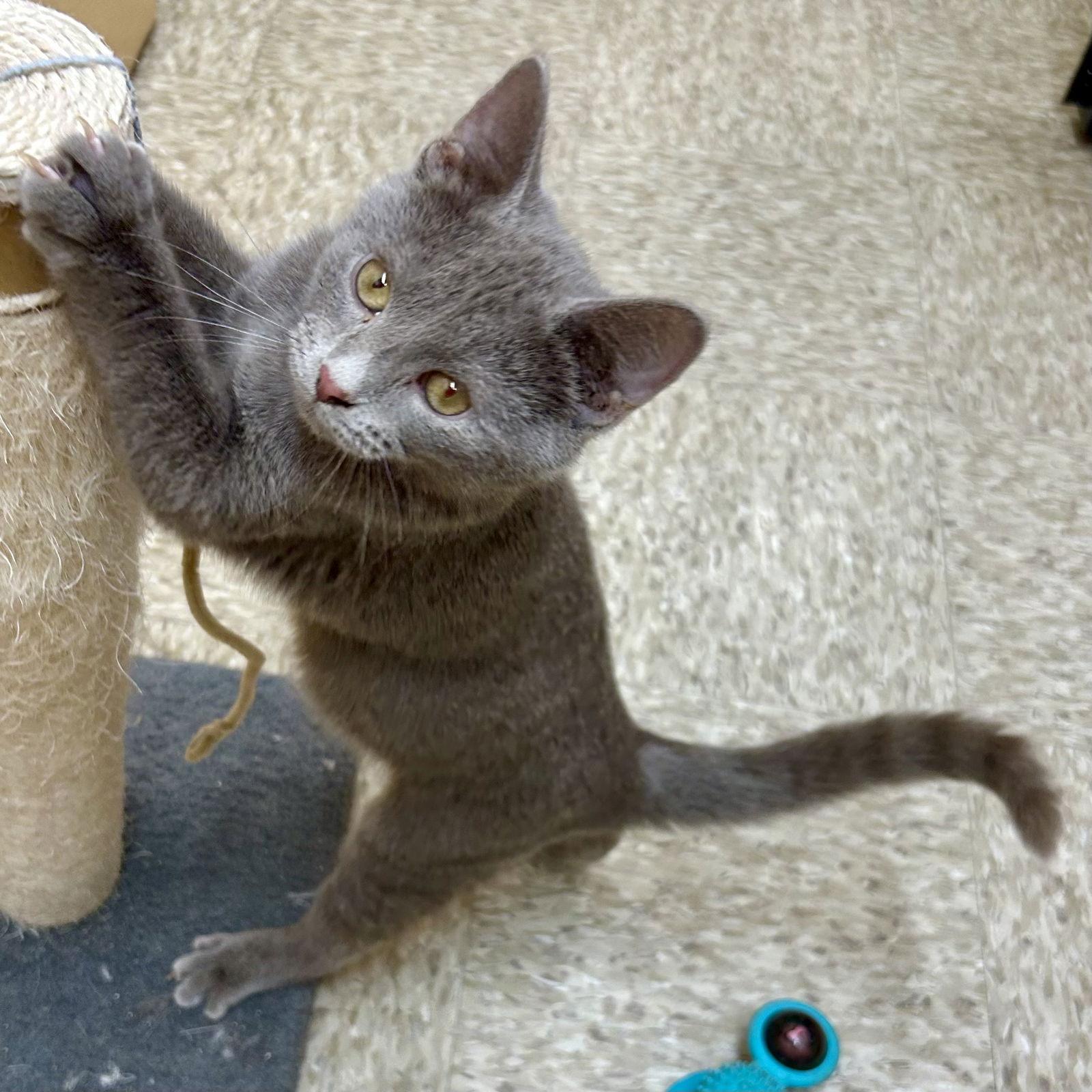 Enlarge River Kitten 2025, a Adoptable Domestic Short Hair in Norwood, OH image 2/3