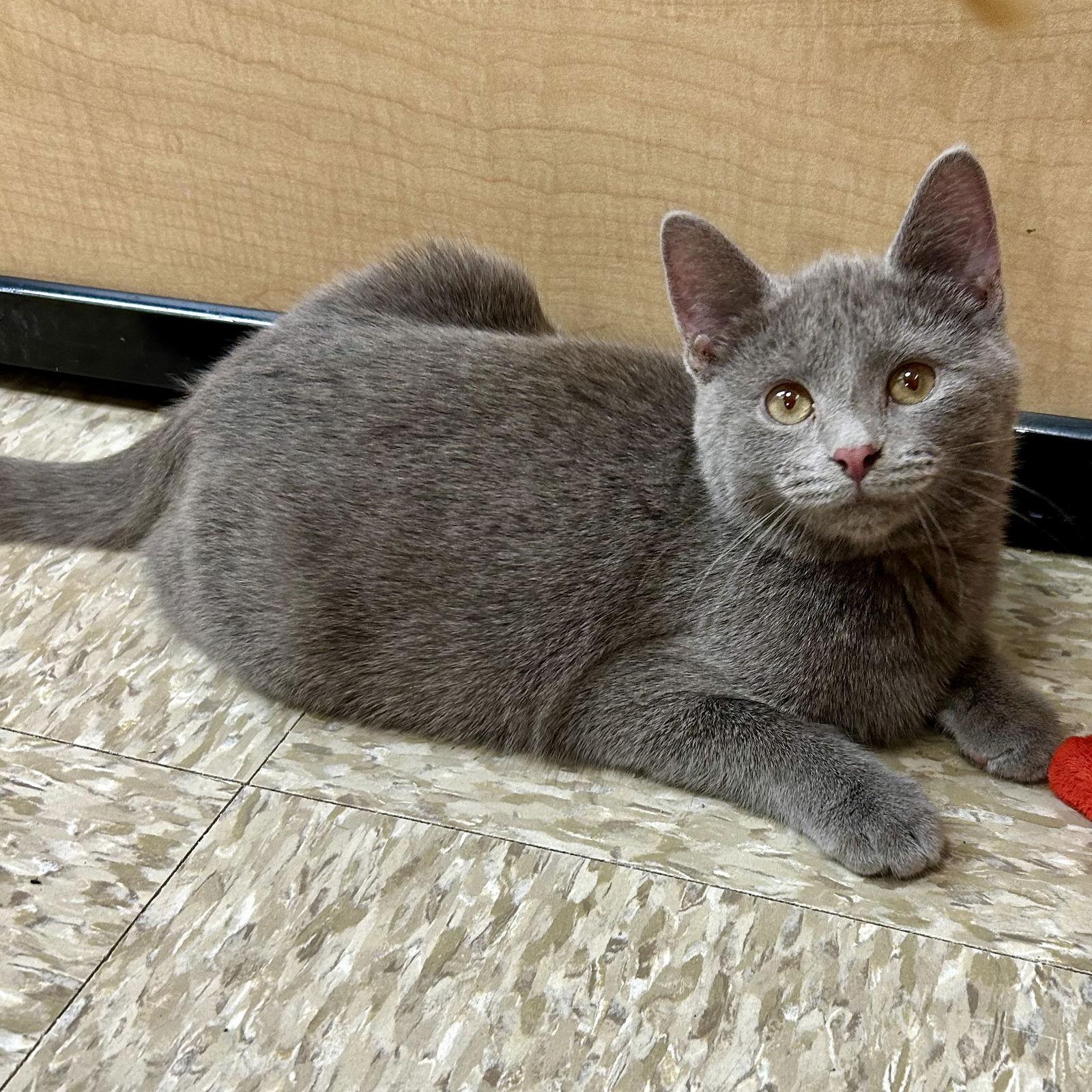 Enlarge River Kitten 2025, a Adoptable Domestic Short Hair in Norwood, OH image 3/3