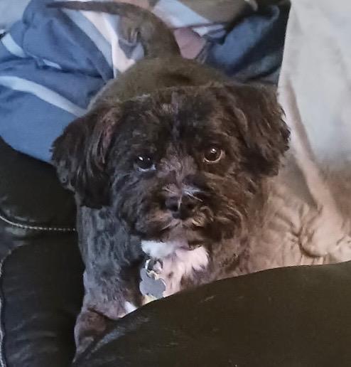 Enlarge Bodhi, a Adoptable mixed breed in Dayton, OH image 1/2