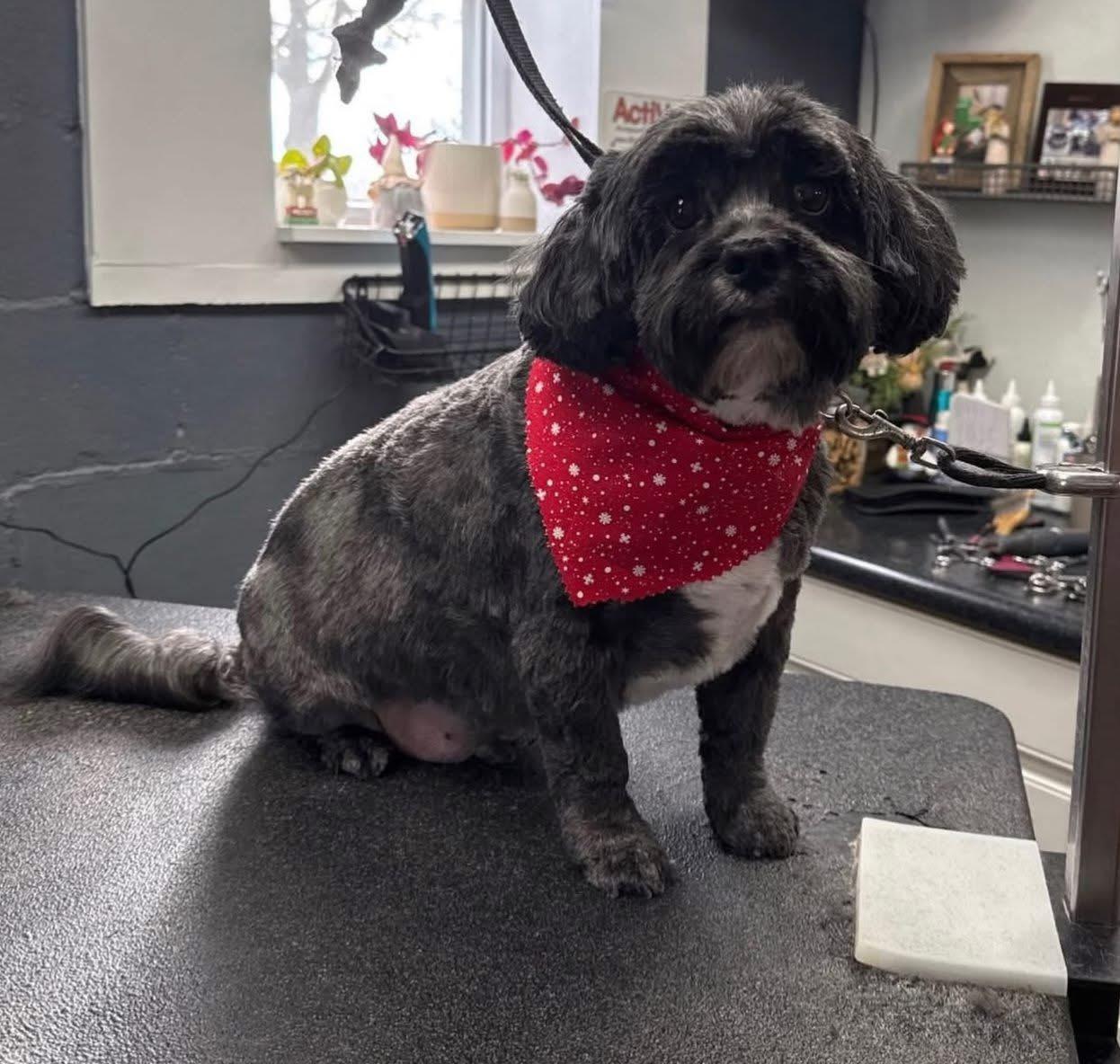 Bodhi, Adoptable, Senior Male Shih Tzu.