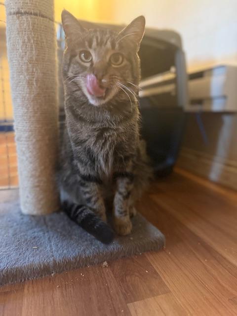 Enlarge Brownie, an adopted Tabby in BURNABY, BC image 1/1