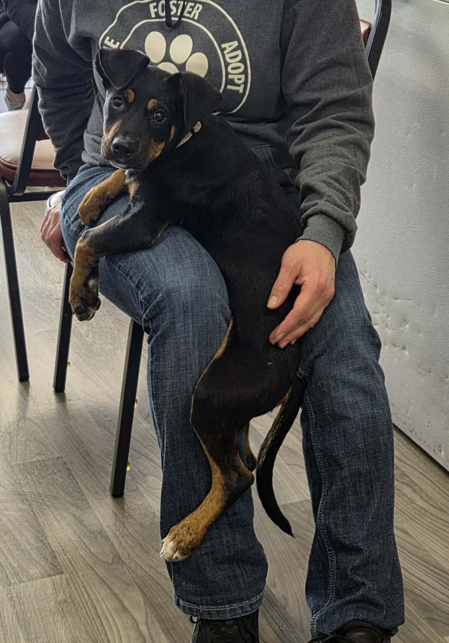 Enlarge Frito the sweetest puppy, a Adoptable mixed breed in Muskego, WI image 6/6