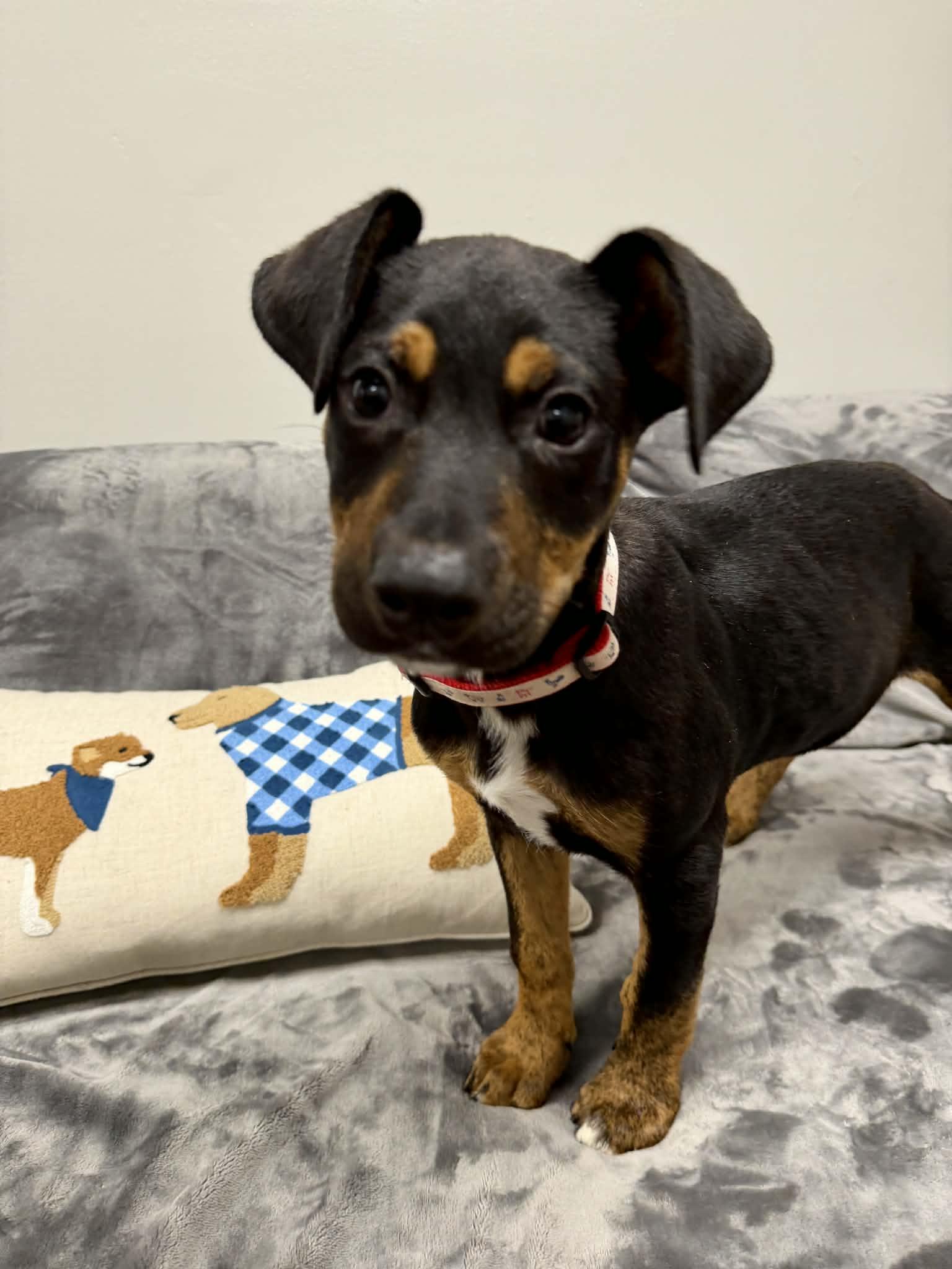 Enlarge Frito the sweetest puppy, a Adoptable mixed breed in Muskego, WI image 4/6