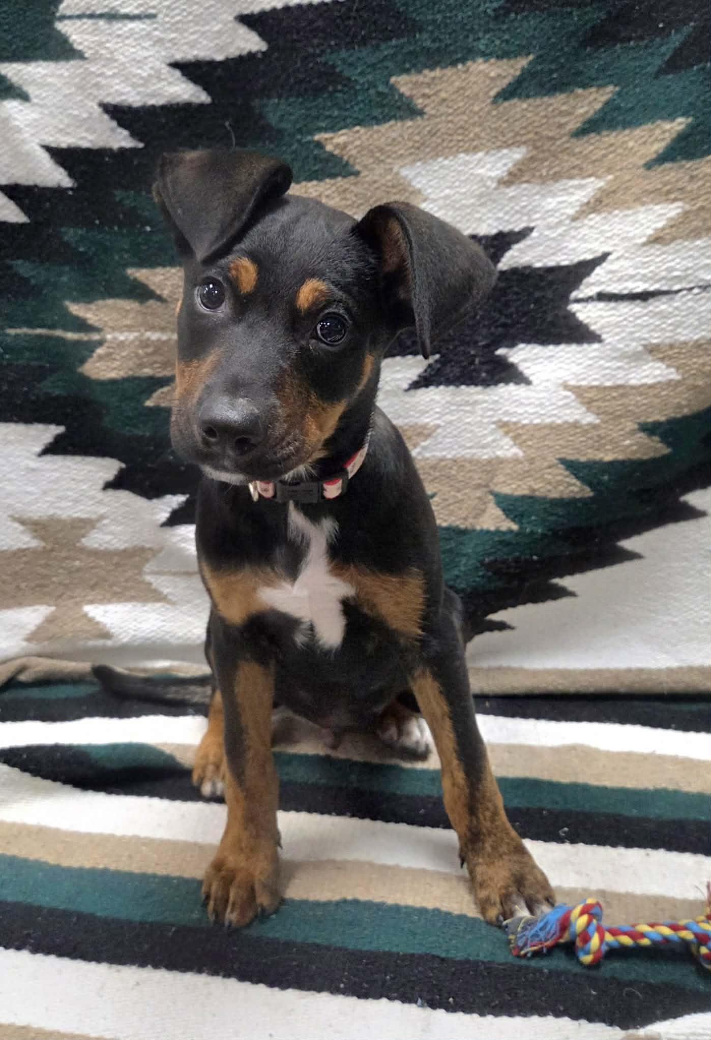 Enlarge Frito the sweetest puppy, a Adoptable mixed breed in Muskego, WI image 1/6