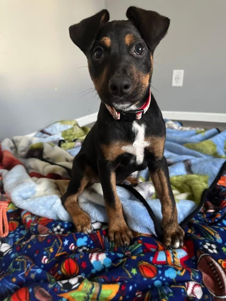 Enlarge Frito the sweetest puppy, a Adoptable mixed breed in Muskego, WI image 2/6