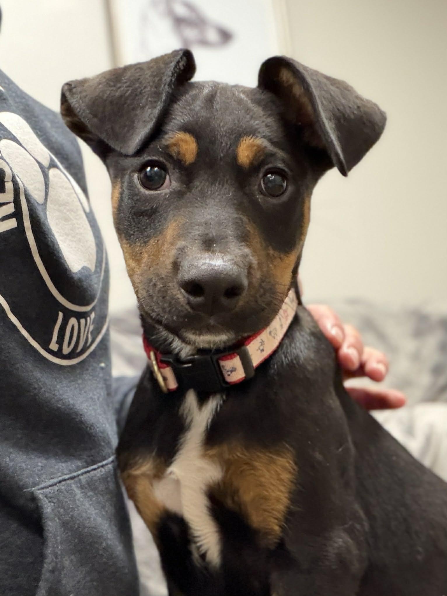 Enlarge Frito the sweetest puppy, a Adoptable mixed breed in Muskego, WI image 3/6