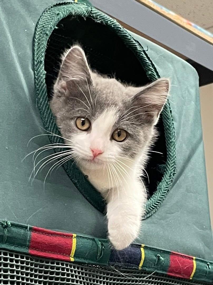 Ashton, adopted, Kitten Male Domestic Short Hair.