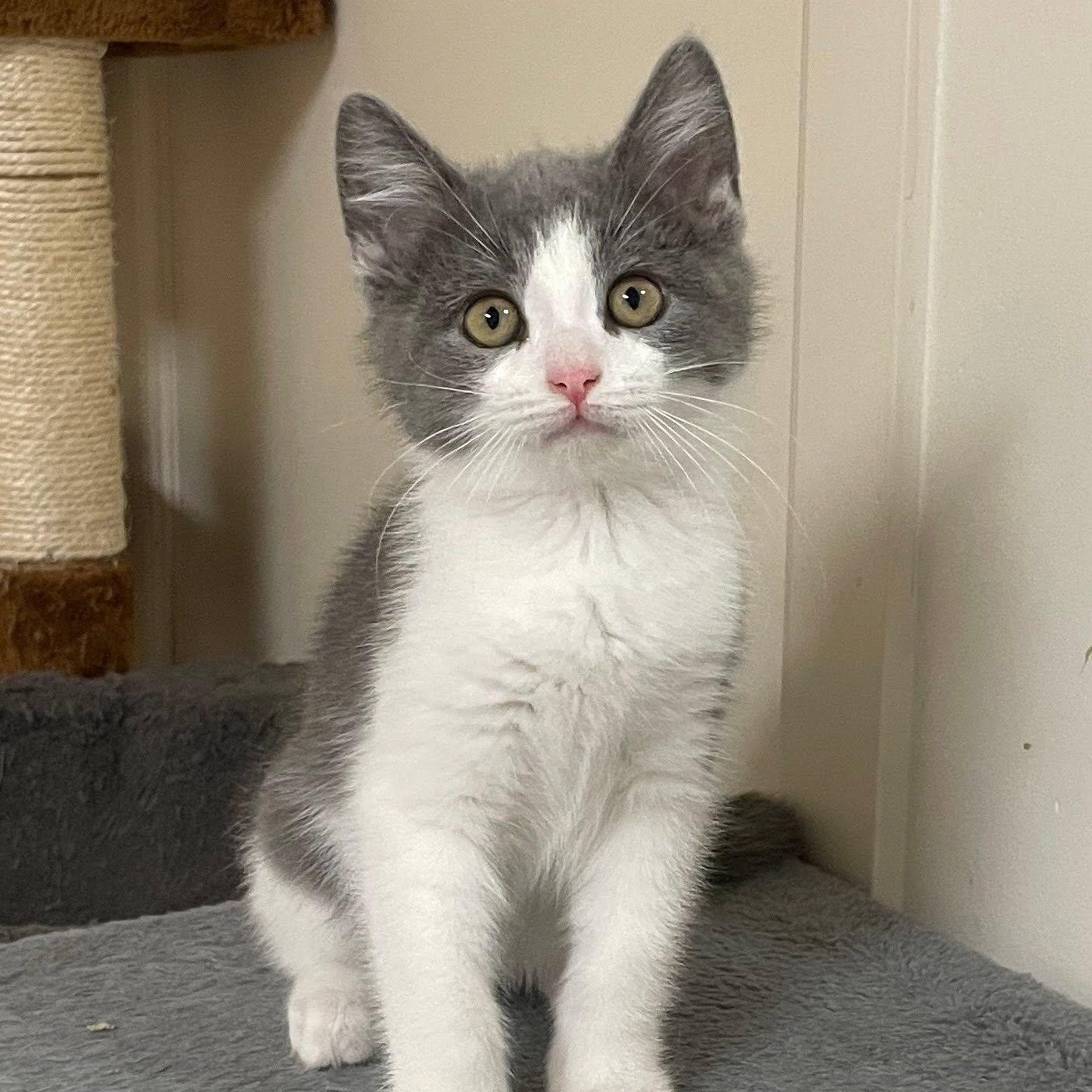 Enlarge Ashton, an adopted Domestic Short Hair in Sterling Heights, MI image 2/3