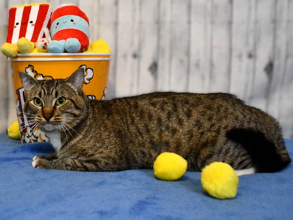 Sweeney, a Adoptable mixed breed in Roanoke, TX image 1/3