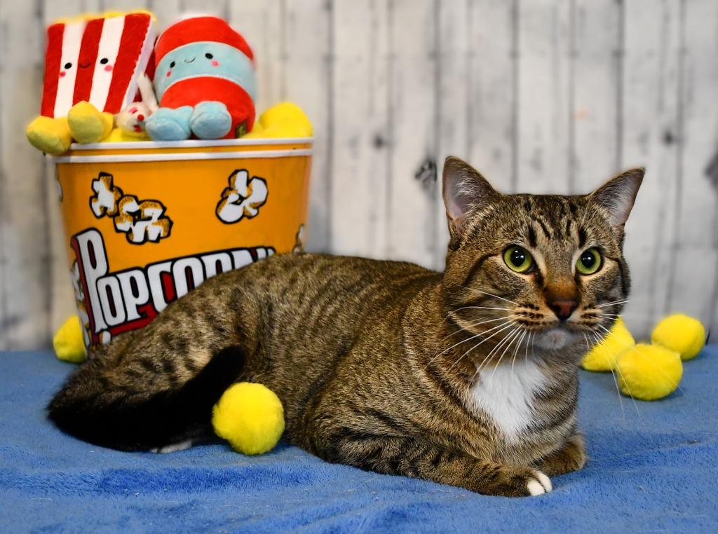 Sweeney, a Adoptable mixed breed in Roanoke, TX image 2/3