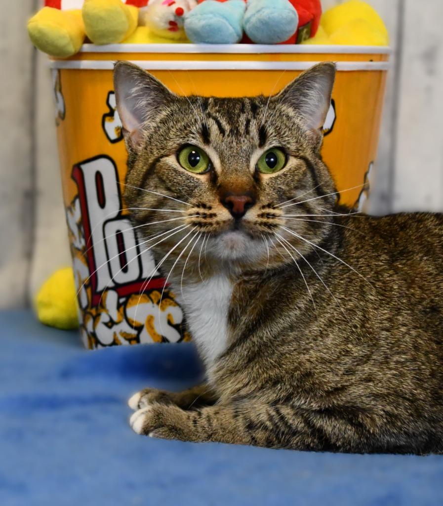 Sweeney, a Adoptable mixed breed in Roanoke, TX image 3/3