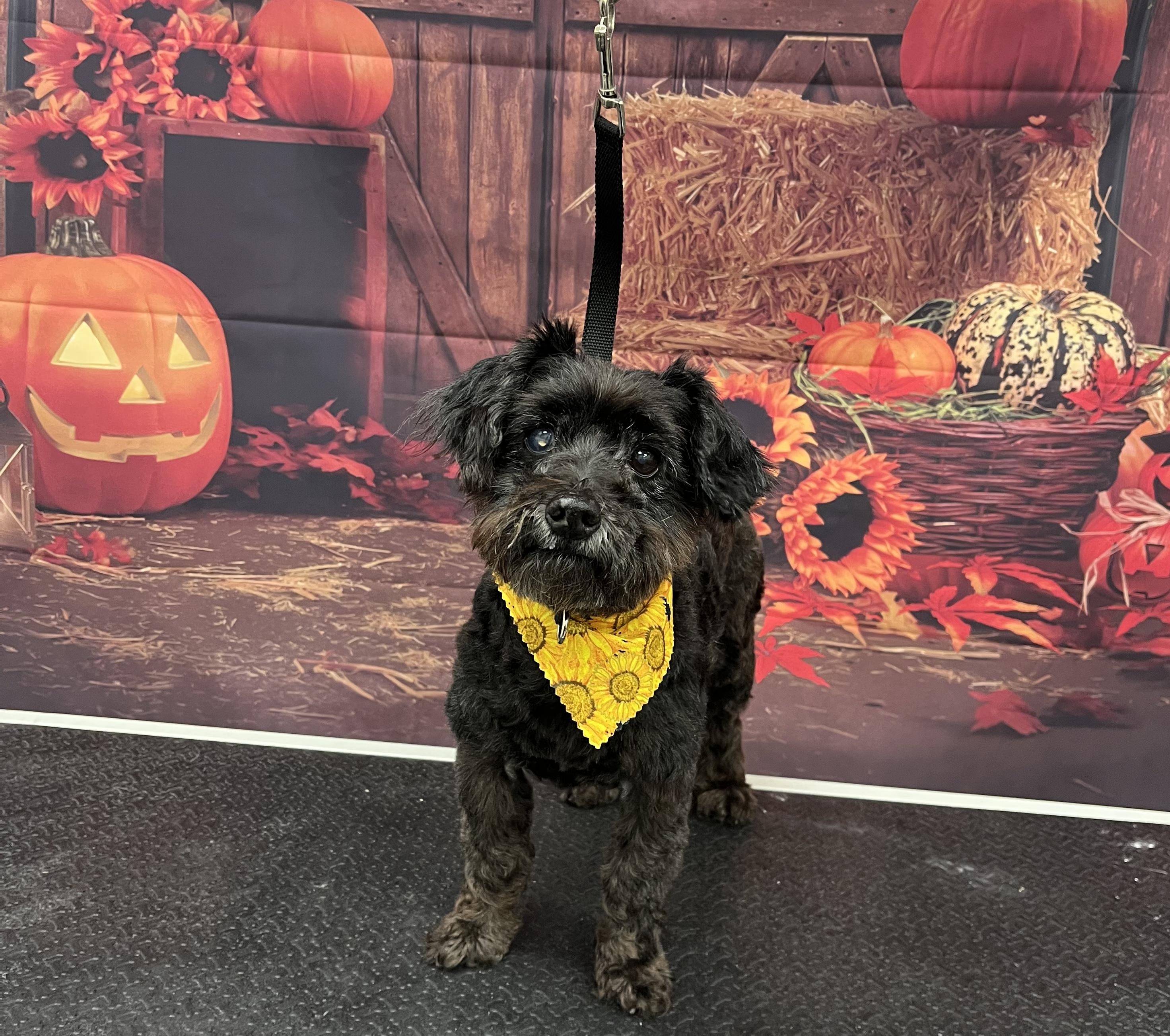 Washington, Adopted, Senior Male Miniature Schnauzer.