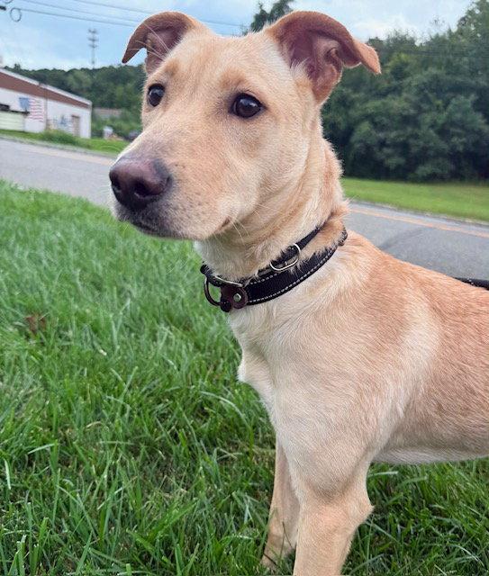 Enlarge Dolly, a Adoptable mixed breed in Lake Hopatcong, NJ image 2/3