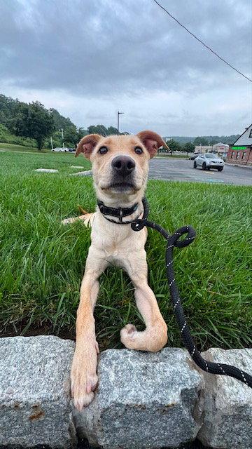 Enlarge Dolly, a Adoptable mixed breed in Lake Hopatcong, NJ image 1/3