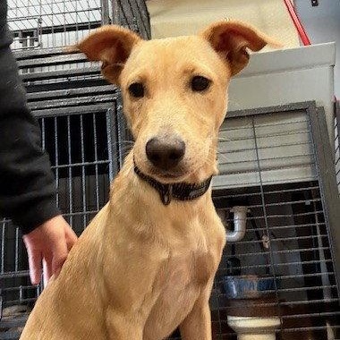 Dolly, a Adoptable mixed breed in Lake Hopatcong, NJ image 2/3