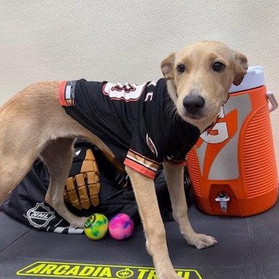 Dolly, a Adoptable mixed breed in Lake Hopatcong, NJ image 2/2