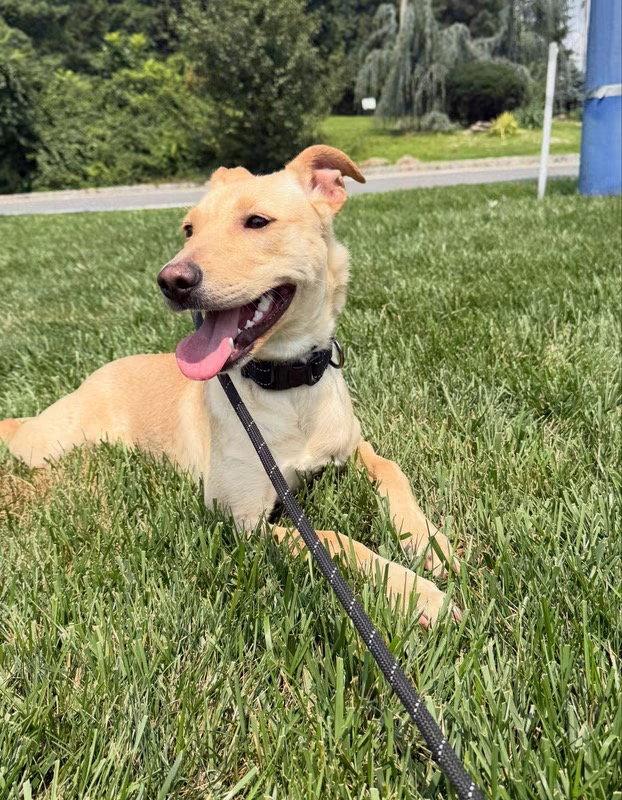 Enlarge Dolly, a Adoptable mixed breed in Lake Hopatcong, NJ image 3/3