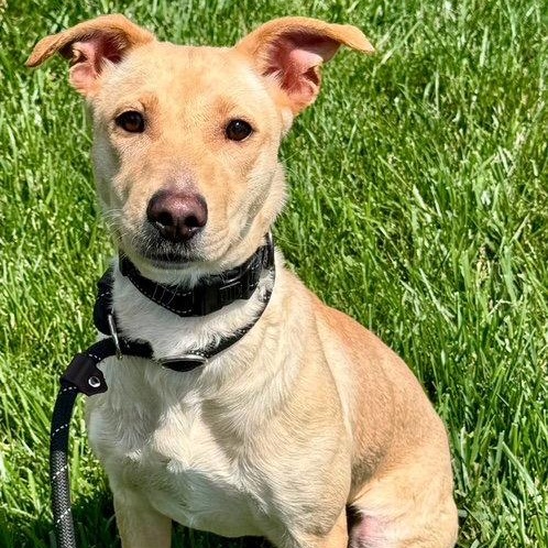 Enlarge Dolly, a Adoptable mixed breed in Lake Hopatcong, NJ image 1/3
