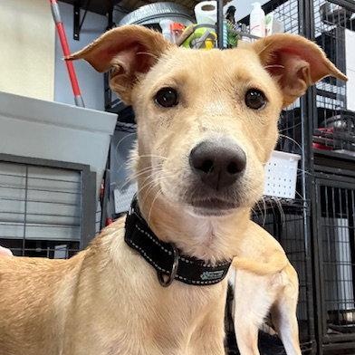 Dolly, Adoptable, Puppy Female Golden Retriever & Labrador Retriever.