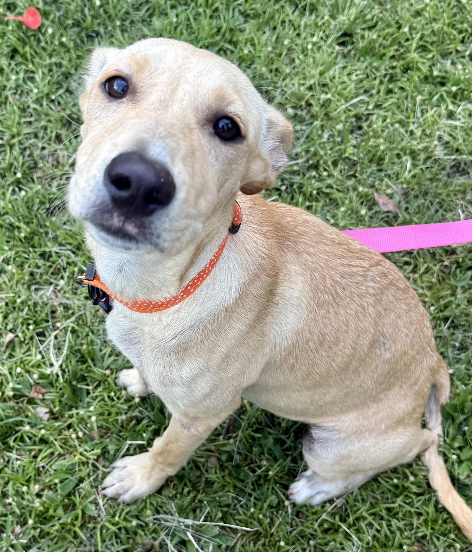 Dolly, a Adoptable mixed breed in Lake Hopatcong, NJ image 1/2