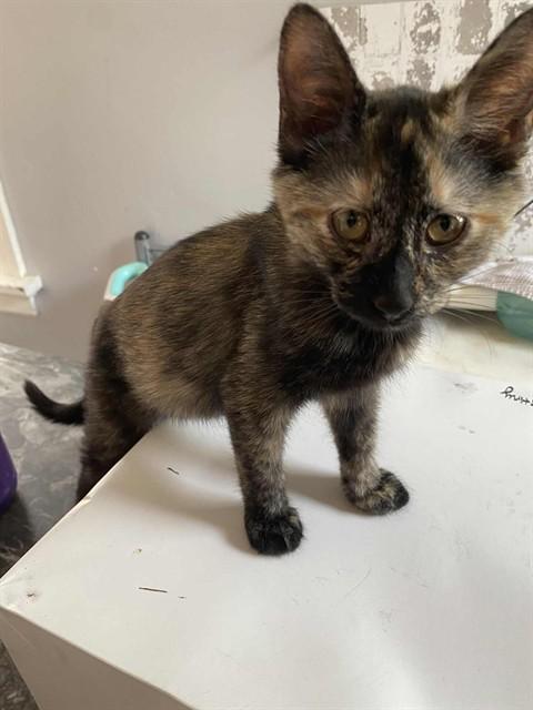 Enlarge MINI KITTY, a Adoptable Domestic Short Hair in Saint Peters, MO image 1/1