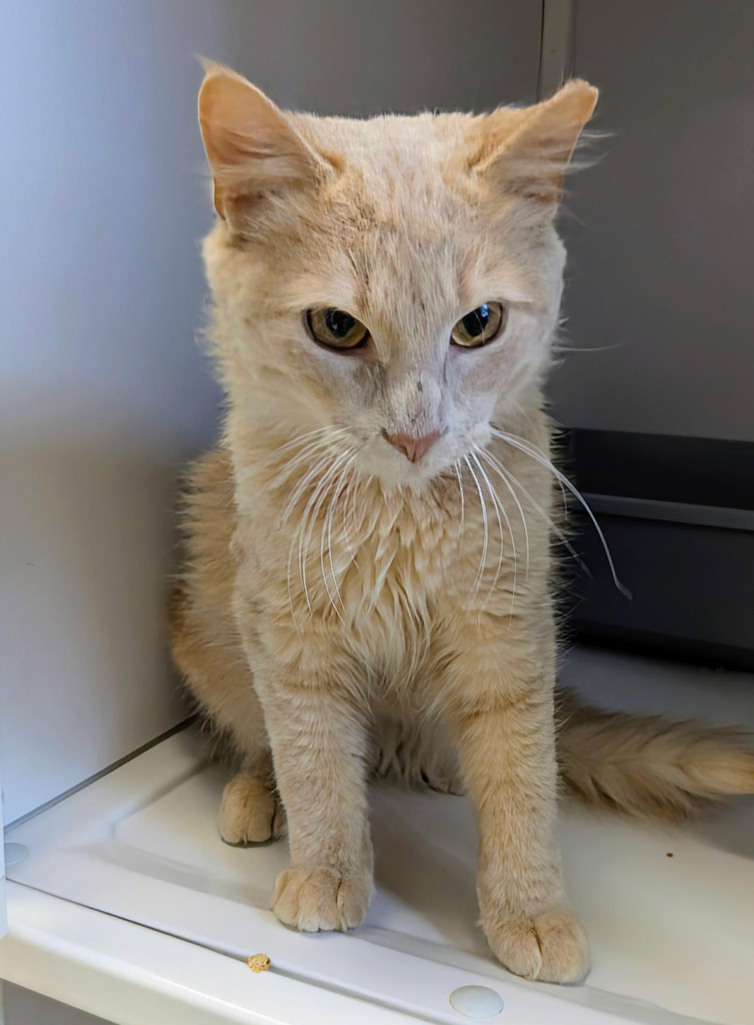 Enlarge Waffles, a Adoptable Domestic Short Hair in Alexandria, VA image 1/1