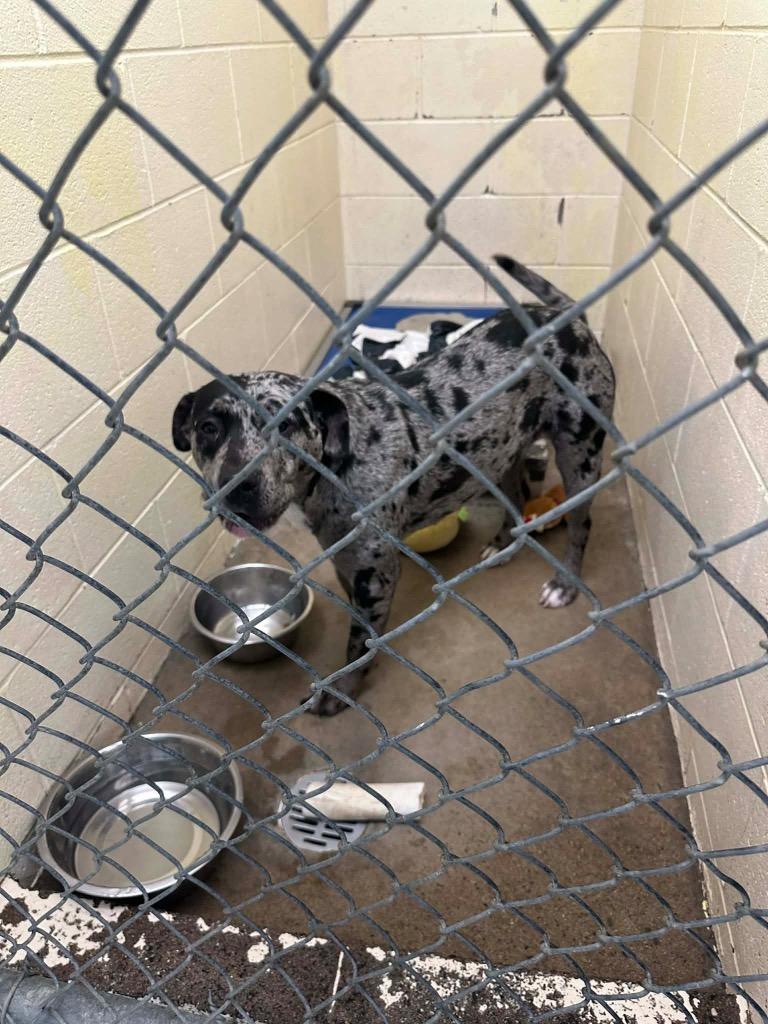 Athena, Adoptable, Young Female Mixed Breed.