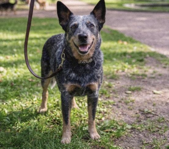 Enlarge Horace, a Adopted Australian Cattle Dog / Blue Heeler in Nashville, TN image 1/1